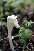 Monotropa hypopitys