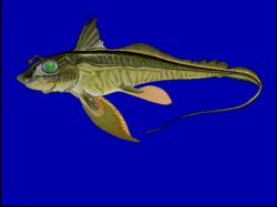 Čudnovati morski štakor Chimaera monstrosa