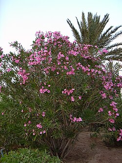 Nerium oleander