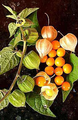 Physalis peruviana
