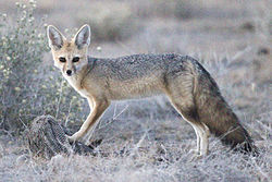 Vulpes chama