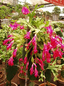 Schlumbergera truncata (sin. Zygocactus truncatus)