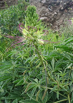 Cleome anomala