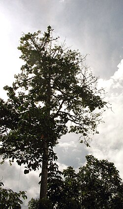 Couratari guianensis