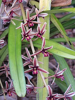 Cymbidium aloifolium