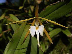 Epidendrum nocturnum, podtribus Laeliinae