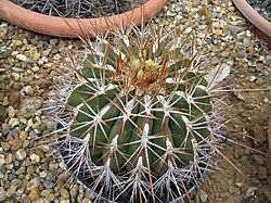 Ferocactus alamosanus