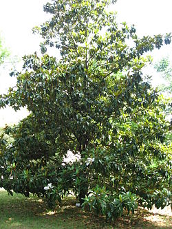 Magnolia grandiflora