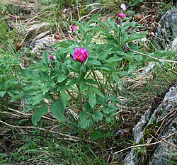 Paeonia officinalis