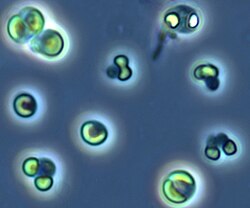 Picocystis salinarum