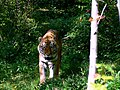 Bengalski tigar