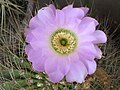 Acanthocalycium spiniflorum