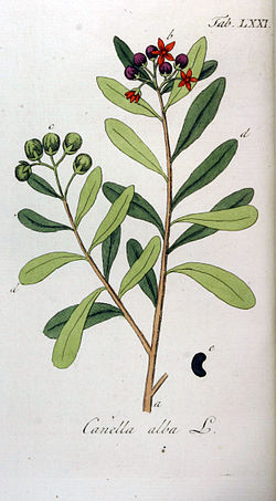 Canella winterana