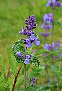 Obična mačja metvica