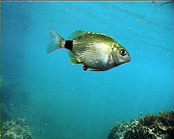 Špar (Diplodus annularis)