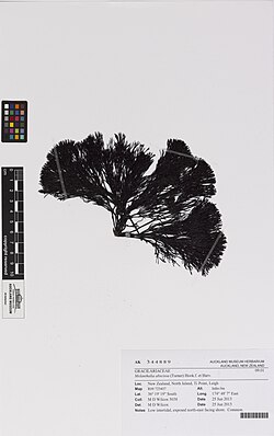 Melanthalia abscissa