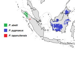 Rasprostranjenost tri postojeće povrste orangutana, crveno je P. tapanuliensis