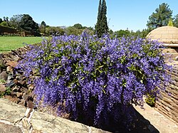 Petrea volubilis