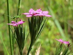 Čuperkasti karanfil