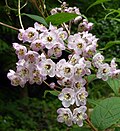 Deutzia hookeriana
