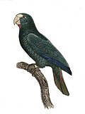 slika 3. Amazona ventralis