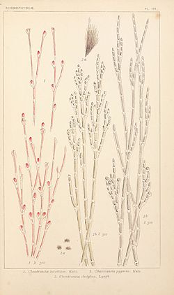 Balbiania investiens‎