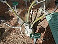 Adenium obesum subsp. multiflorum, Pariz