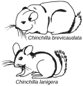 Usporedba dviju vrsta iz roda Chinchilla