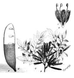 Erythrophleum suaveolens, ilustracija