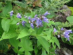 Nepeta subsessilis