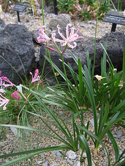 Nerine humilis