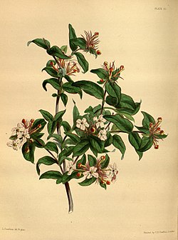 Z. triflora