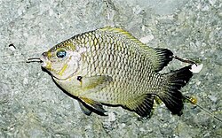 Abudefduf declivifrons