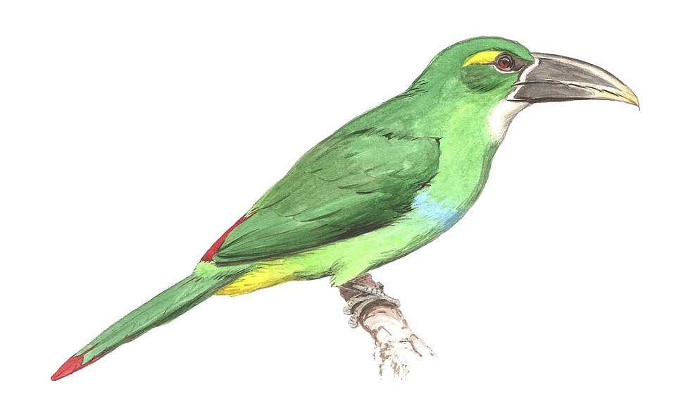 Datoteka:Yellow-browed Toucanet.jpg