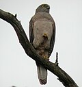 slika 6. Accipiter fasciatus
