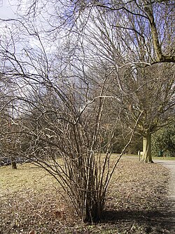 Grm lombardijske lijeske