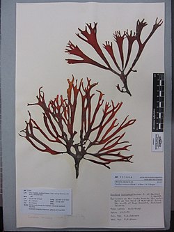 Curdiea coriacea