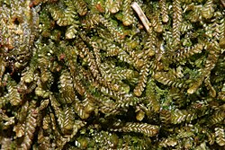 Anastrophyllum minutum