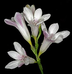 Freesia caryophyllacea