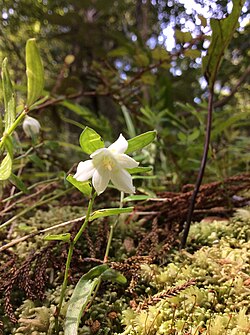 Luzuriaga parviflora