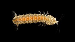 Hadrosquilla perpasta, porodica Nannosquillidae