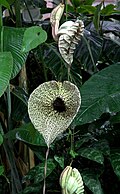 Aristolochia grandiflora