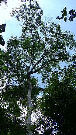 Glineno drvo, Lecythis pisonis