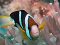 Amphiprion clarkii