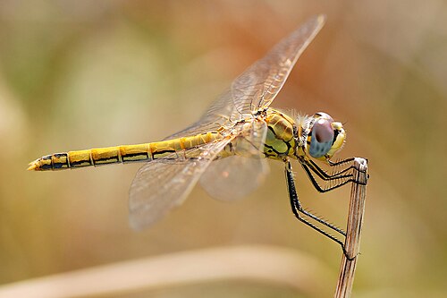 Sympetrum fonscolombii