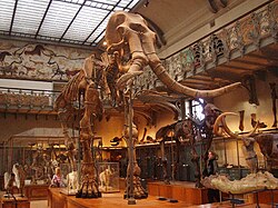 Južni mamut izložen u Muséum national d'histoire naturelle, Pariz