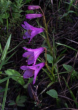 Notolirijon, vrsta neoidentificirana