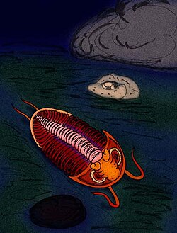 Aayemenaytcheia paragranulata