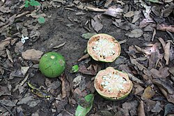 Afraegle paniculata, plod