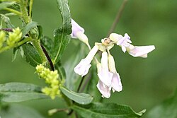 Amphicarpaea bracteata